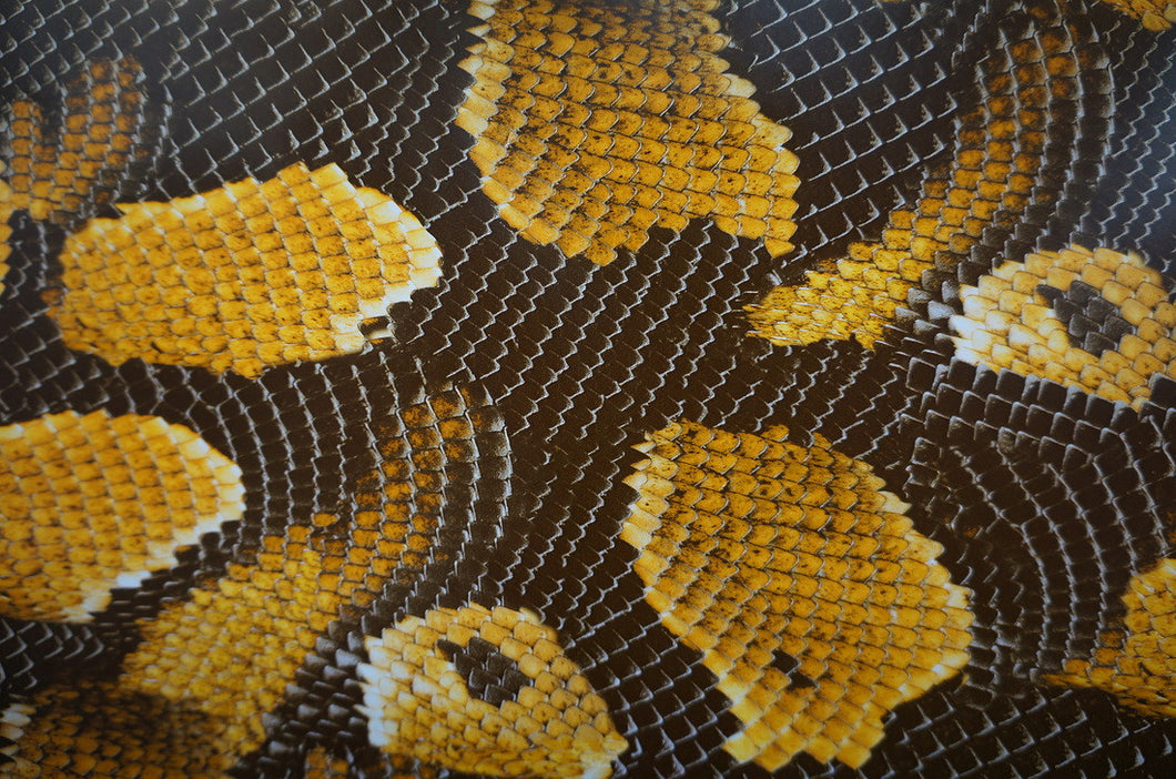 Animal Kit - Kansas Hydrographics