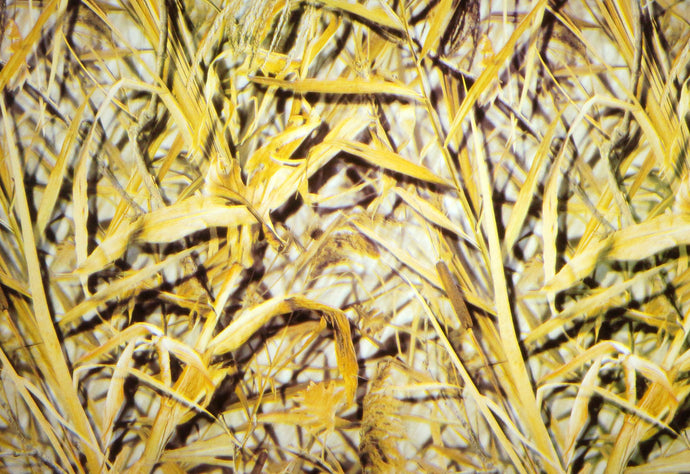 Duck Blind - Kansas Hydrographics