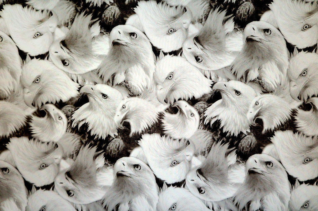 Eagles – Kansas Hydrographics