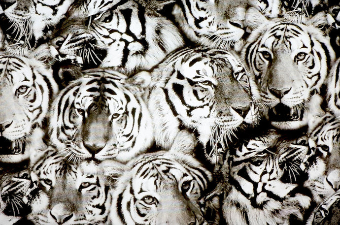 Animal Print Hydro Dipping Film – Tagged tiger – Kansas Hydrographics