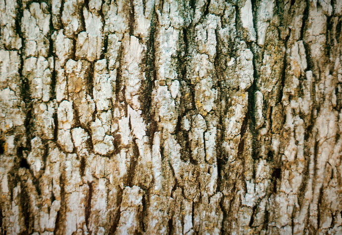 Tree Bark - Kansas Hydrographics
